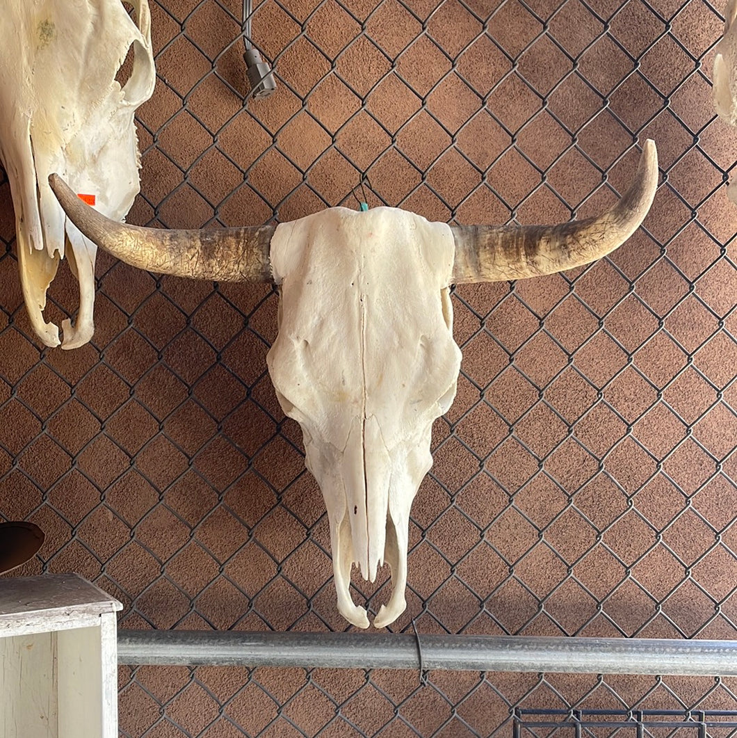 Cow skulls